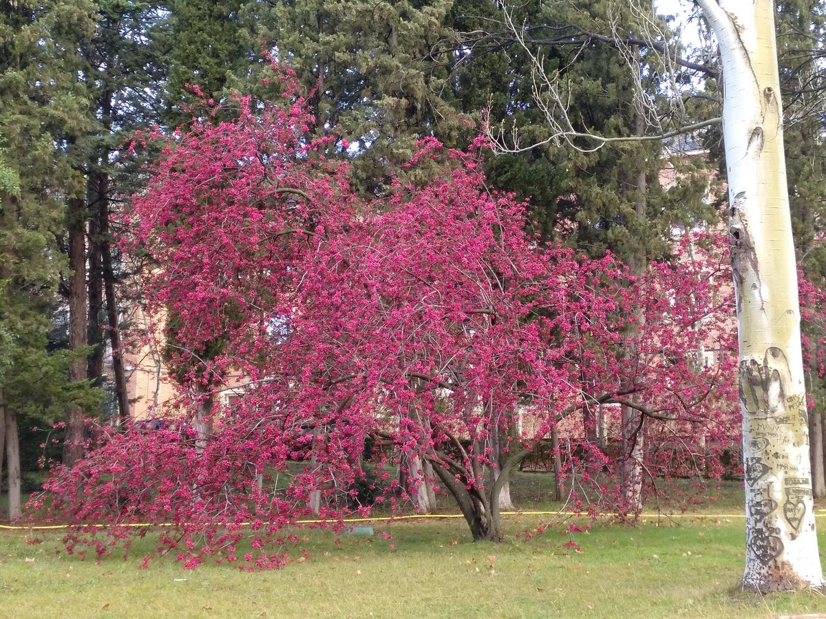 Malus floribunda o manzano japones en flor