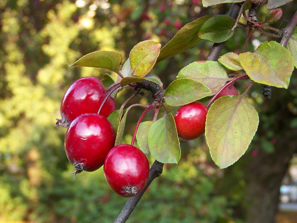 frutos de color rojo del Malus floribunda