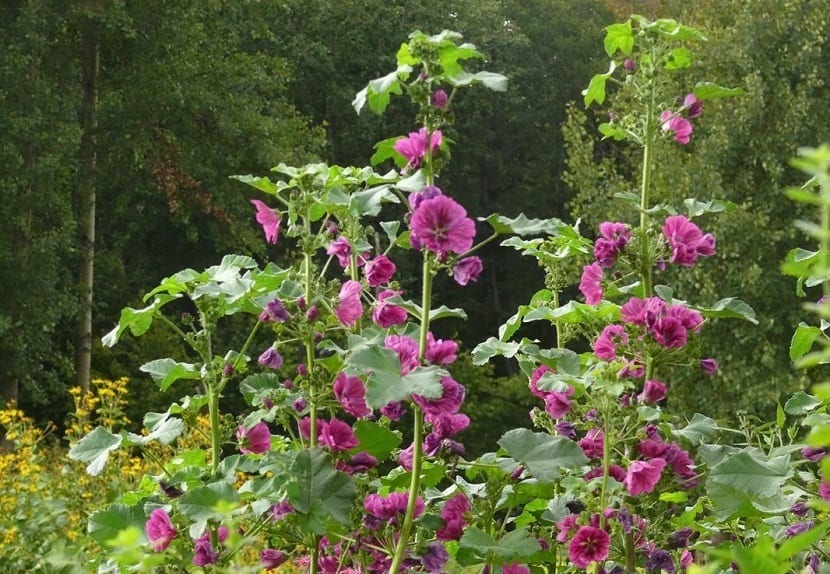 arbustos alto lleno de flores llamado Malva sylvestris