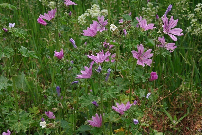Malva sylvestris: siembra, cuidados y usos de la malva