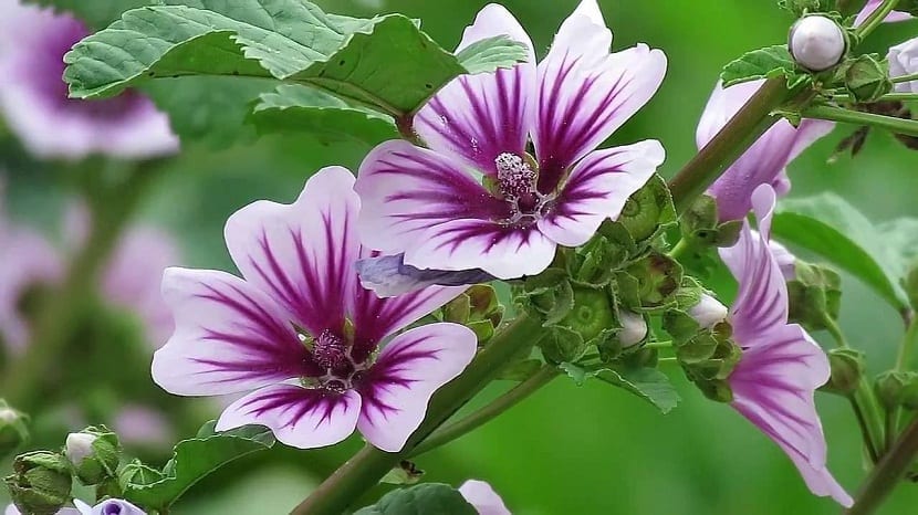 dos flores abiertas y de cerca de un color morado de la planta Malva sylvestris