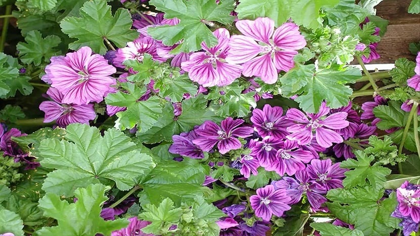 maceta llena de flores moradas de la planta Malva sylvestris