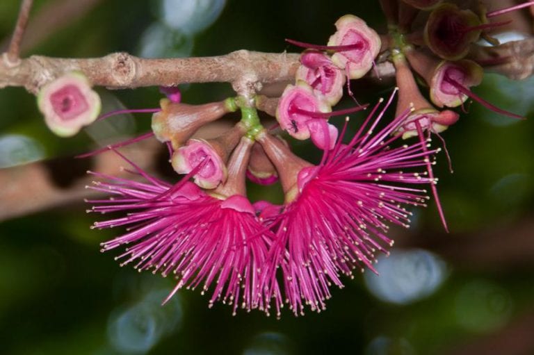 Flor de la manzana de agua con su penacho de estambres