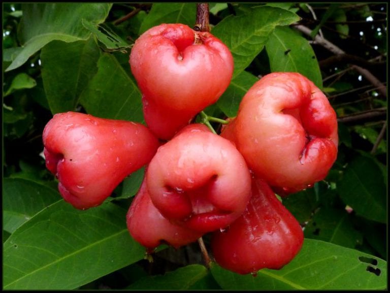 Fruto de la manzana de agua, con forma acampanada y piel cerosa