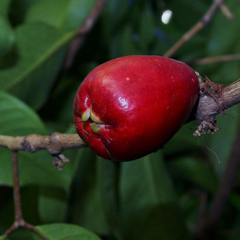 Manzana de agua