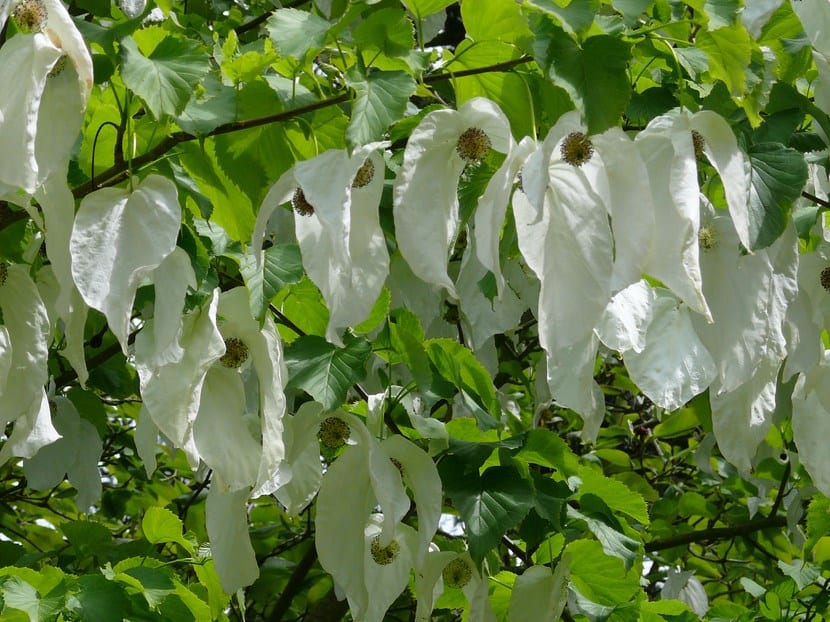 Árbol de los Pañuelos
