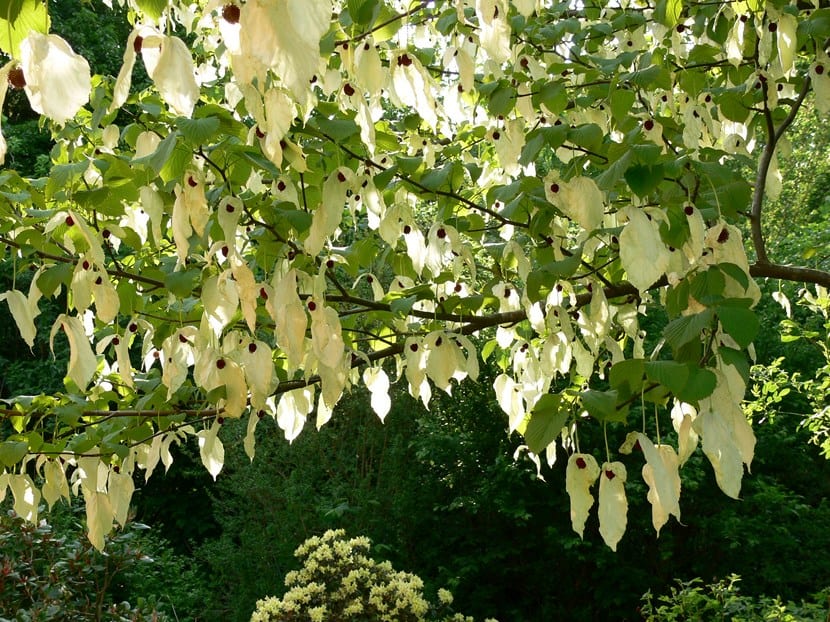 Árbol de los pañuelos: cultivo, clima y años hasta la flor