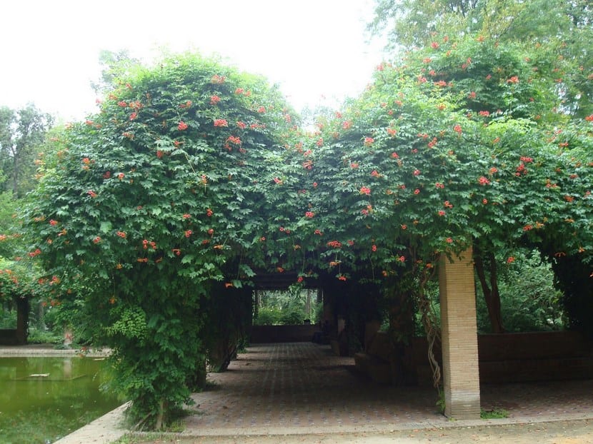 Trepadoras