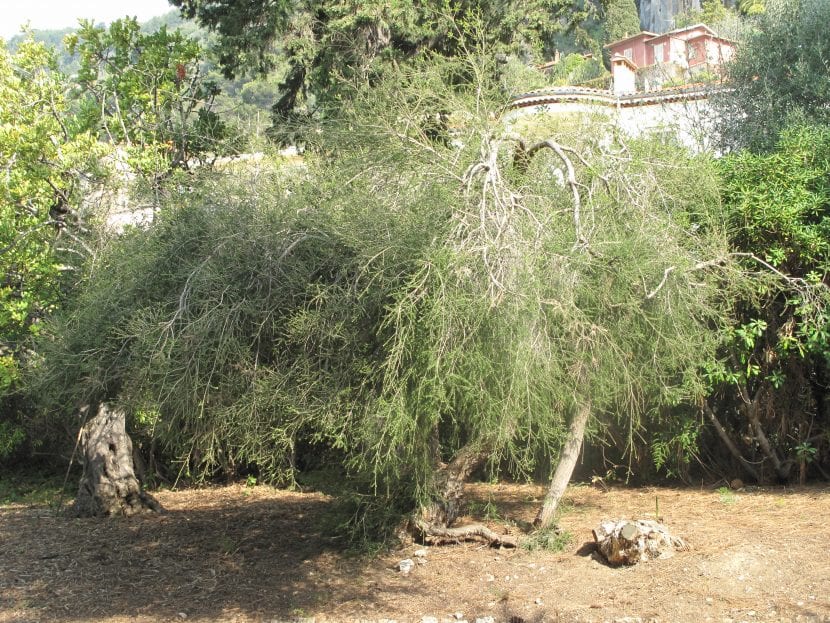 La Melaleuca alternifolia es un arbolito