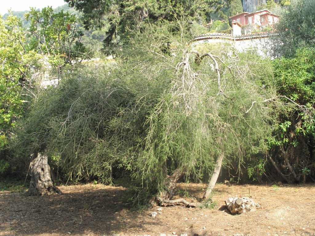 Melaleuca alternifolia: cultivo, poda y riesgos del aceite