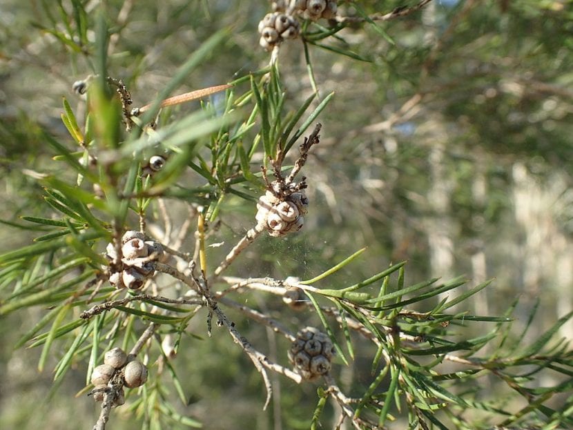 Los frutos de la Melaleuca alternifolia son pequeños