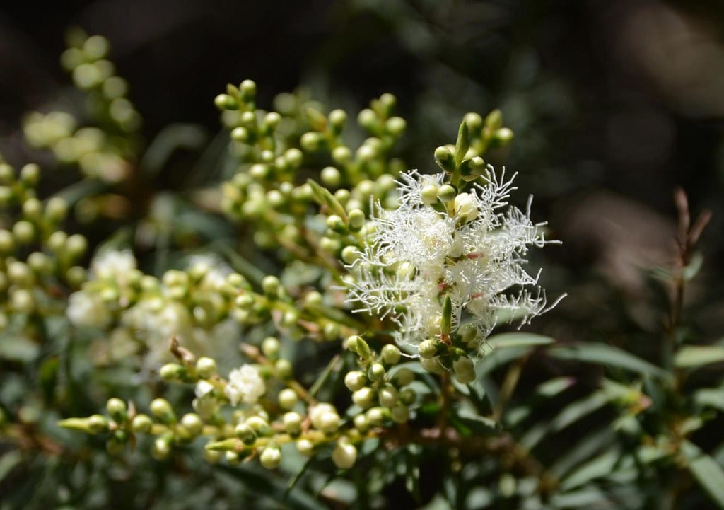 Melaleuca alternifolia en flor con sus espigas blancas