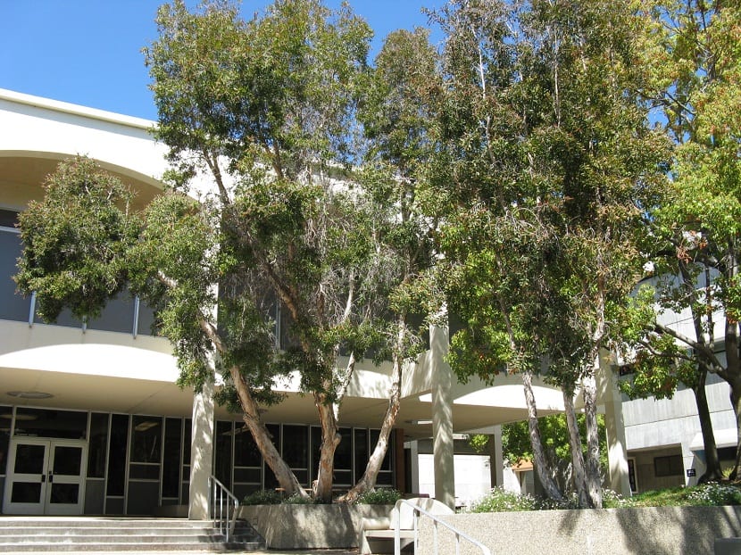 arboles plantados frente a un edificio