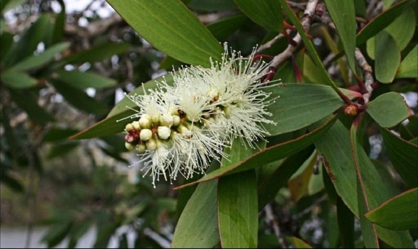 flor de cerca de una rama del Melaleuca quinquenervia