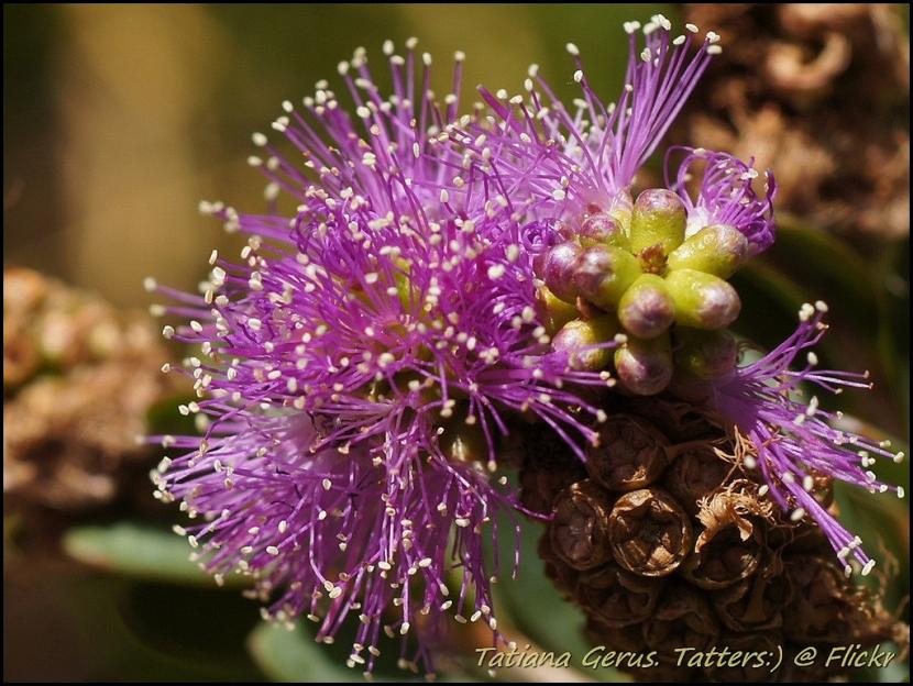 Melaleuca: especies para jardín seco y de costa