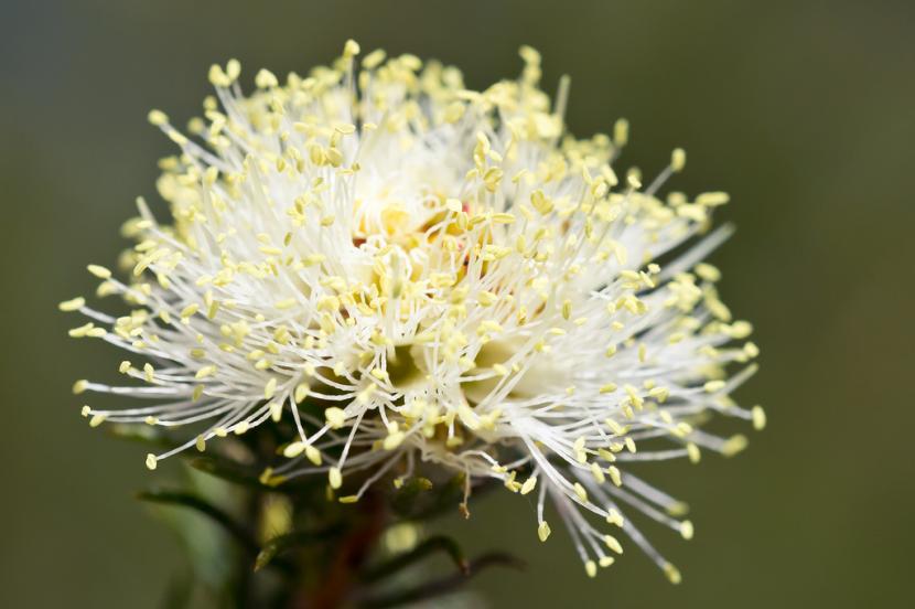 Melaleuca systena