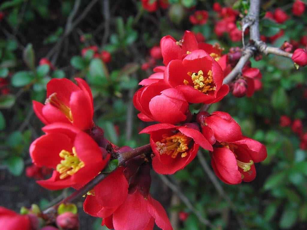 Membrillero del Japón: cultivo, poda y frutos de Chaenomeles