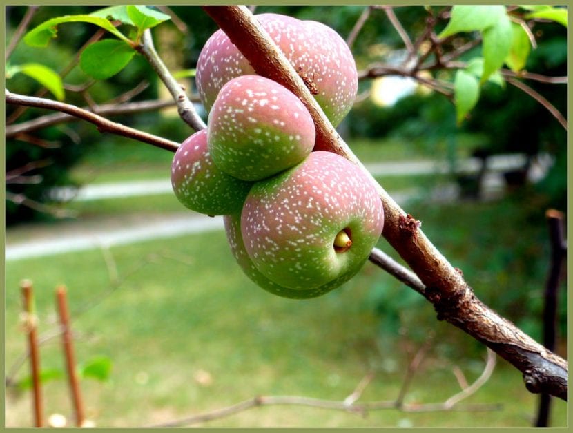 Frutos del membrillero del Japón
