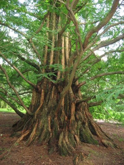 Metasequoia adulta