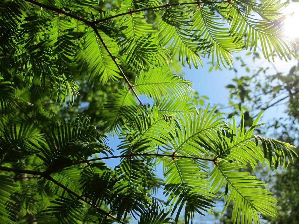 Metasequoia glyptostroboides: cultivo y espacio que necesita