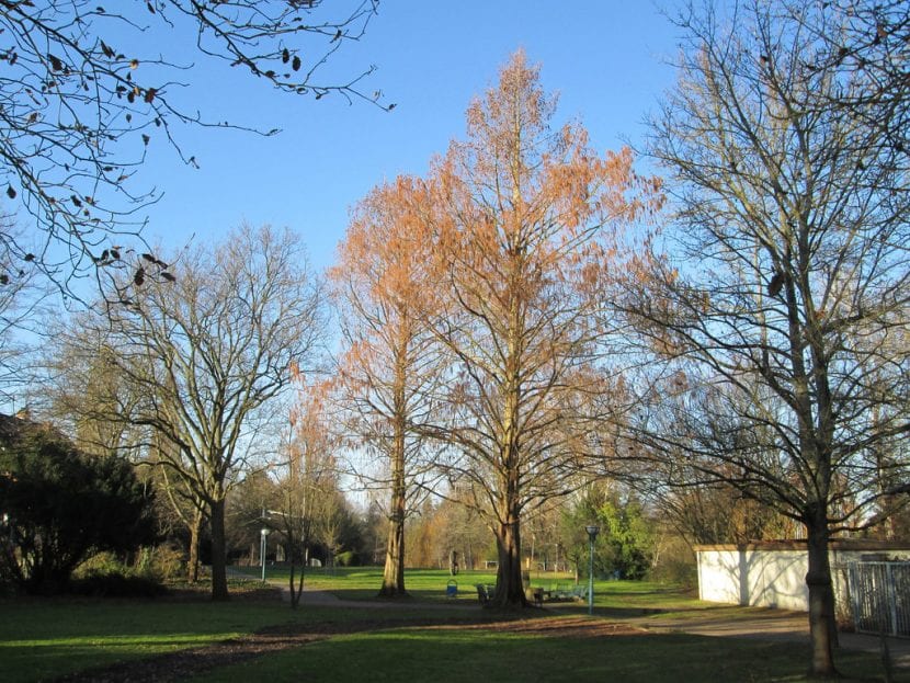 La Metasequoia se vuelve marrón en otoño