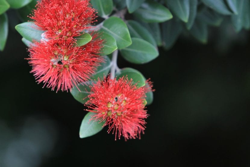 Flores de Metrosideros