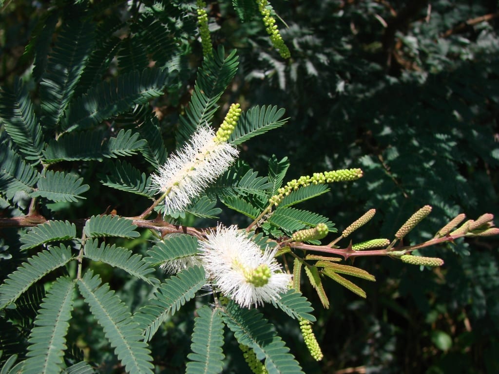 Mimosa hostilis: cuidados, cultivo y lo que debes saber