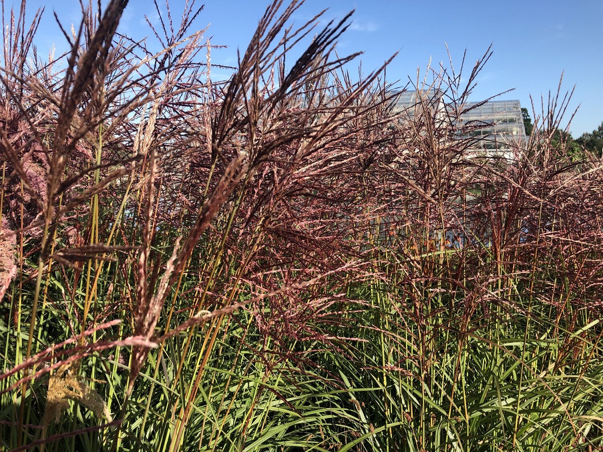 arbusto llamado Miscanthus y que se utiliza mucho para decorar