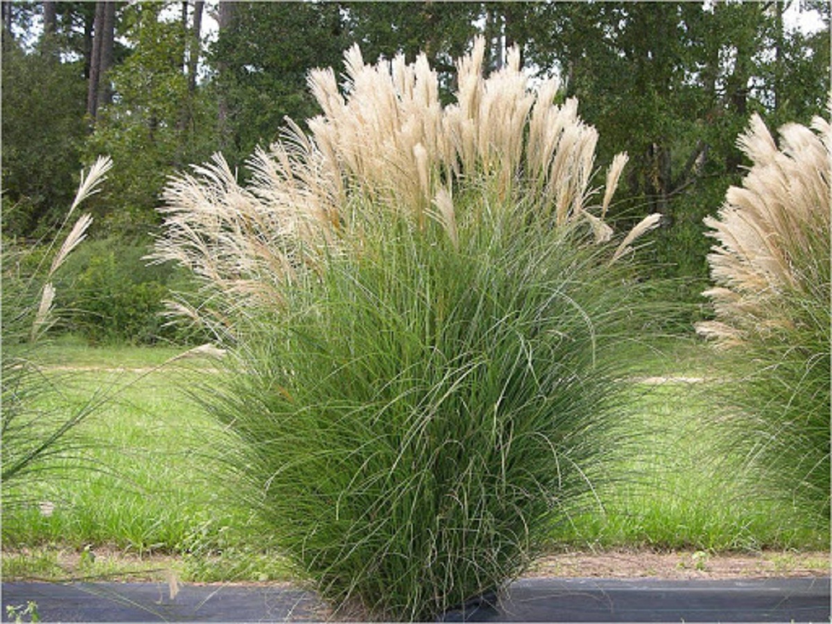 Miscanthus: guía de cultivo, poda y variedades