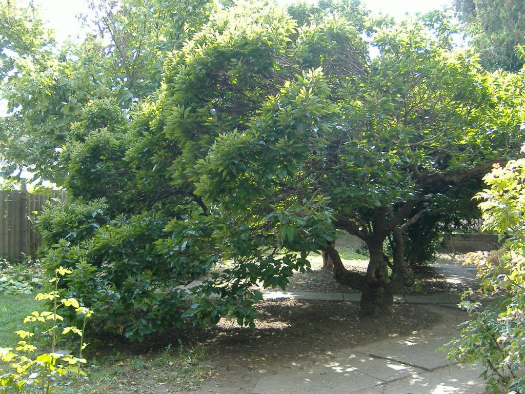 Vista del árbol de morera blanca