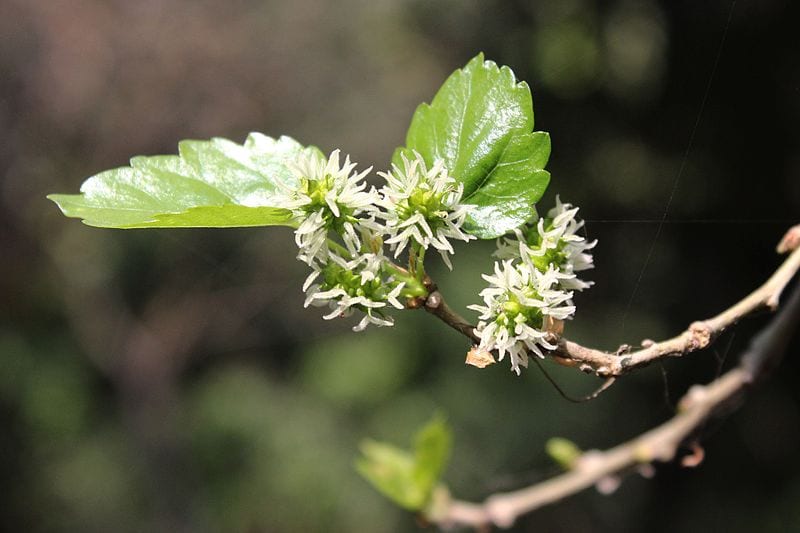Las flores de las moreras son unisexuales