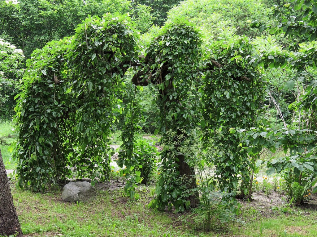 Morus alba 'Pendula', es una variedad muy decorativa