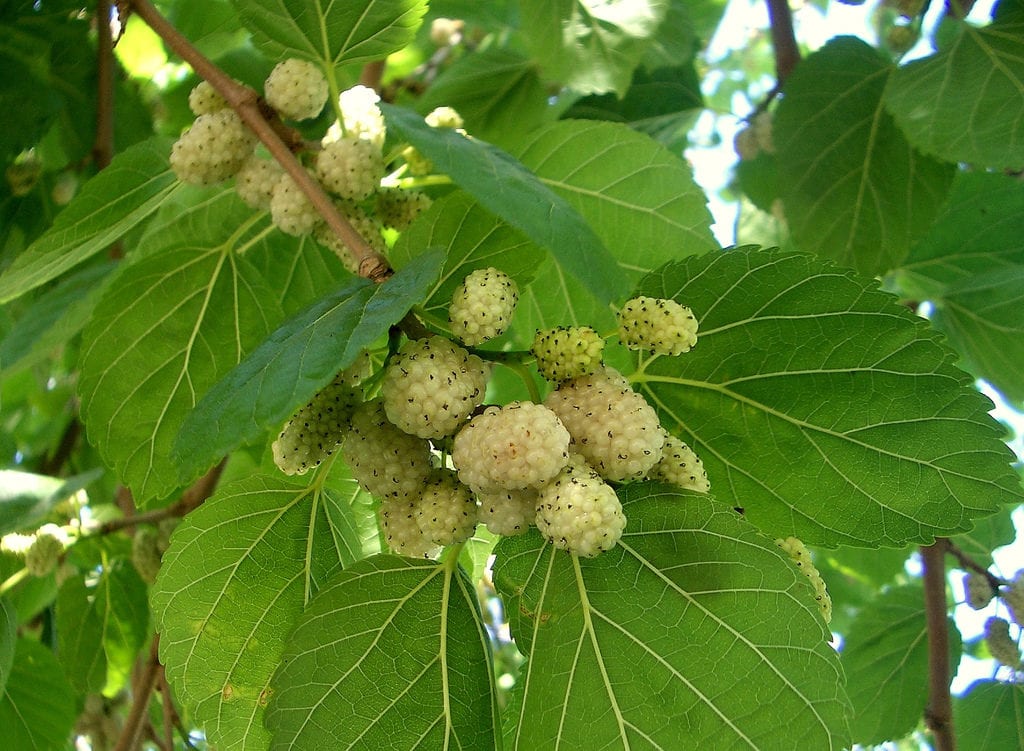 Los frutos de Morus alba son blancos