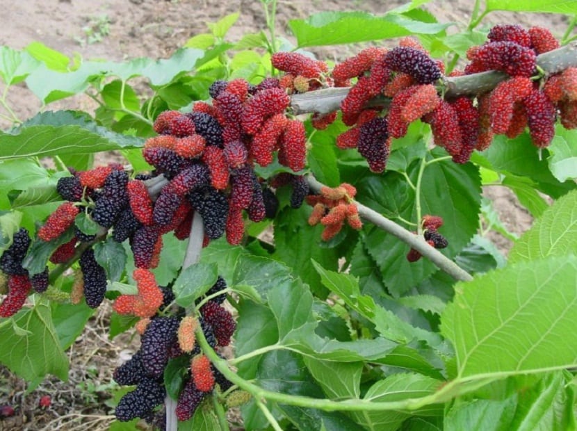 arbol con una especie de fruto parecido a las moras