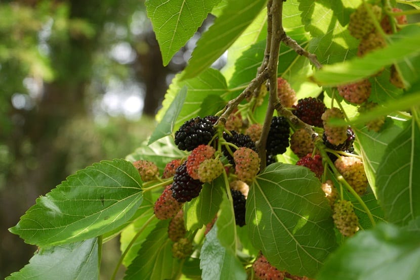 rama de arbol repleto de moras de color rojo y negro