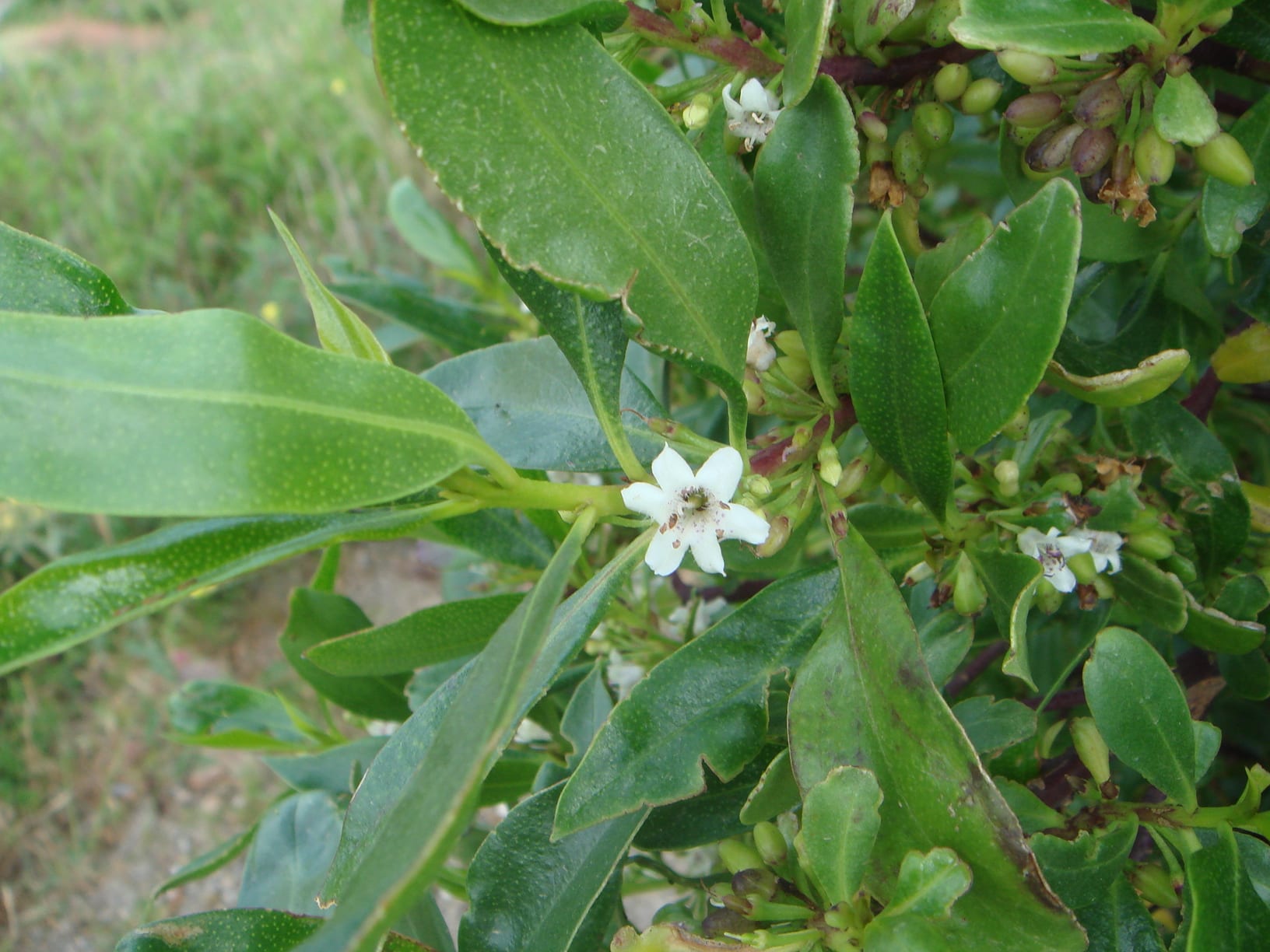 Myoporum laetum: cuidados, poda y toxicidad del mióporo