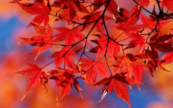 Cómo nace y crece un árbol: de la semilla al adulto
