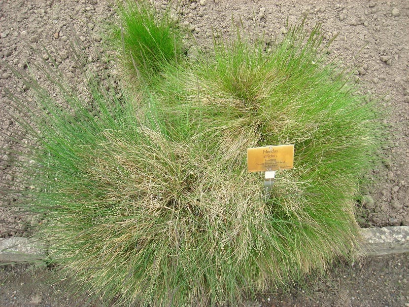 arbusto con cartel que pone el nombre de la planta