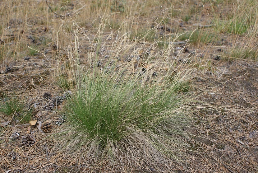 Nardus stricta (cervuno): identificación, hábitat y control