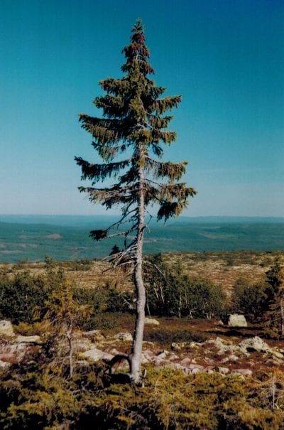 Old Tjikko