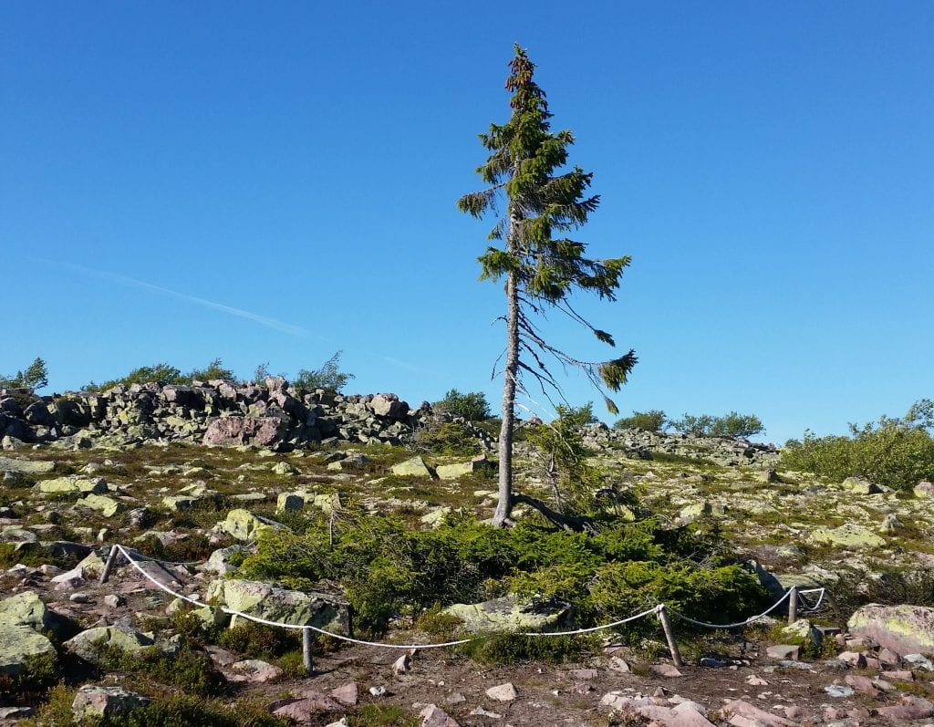Old Tjikko: el abeto rojo clonal de 9.550 años de Suecia