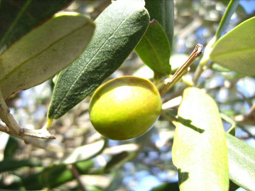 imagen de una aceituna de cerca que cuelga de una rama del olivo