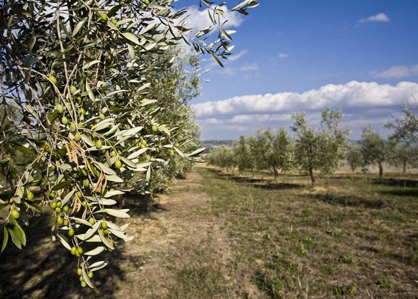 olivar lleno de olivos y aceitunas u olivas verde