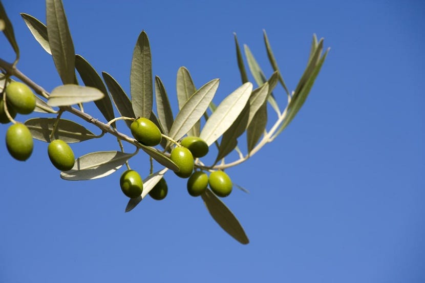 rama del olivo con aceitunas de color verde tras un cielo azul
