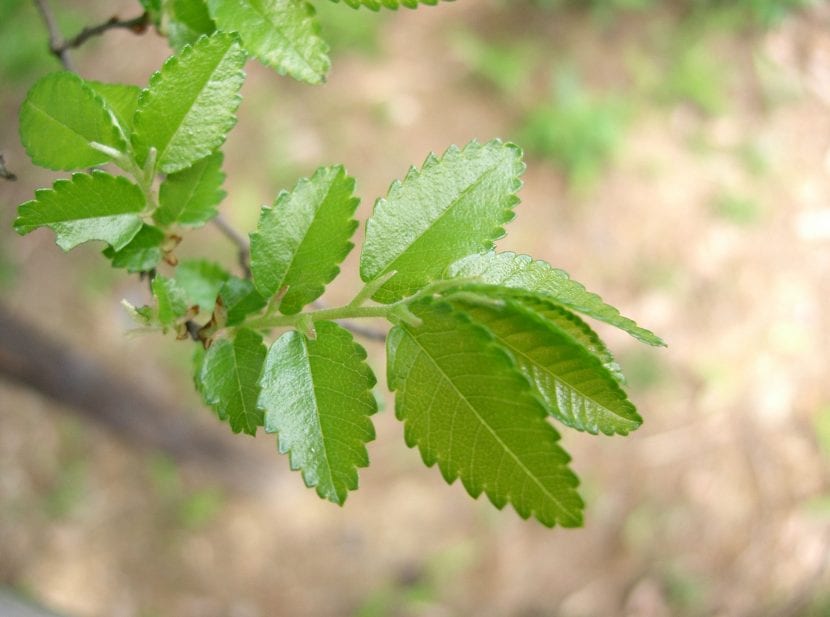 El olmo chino es un árbol caducifolio