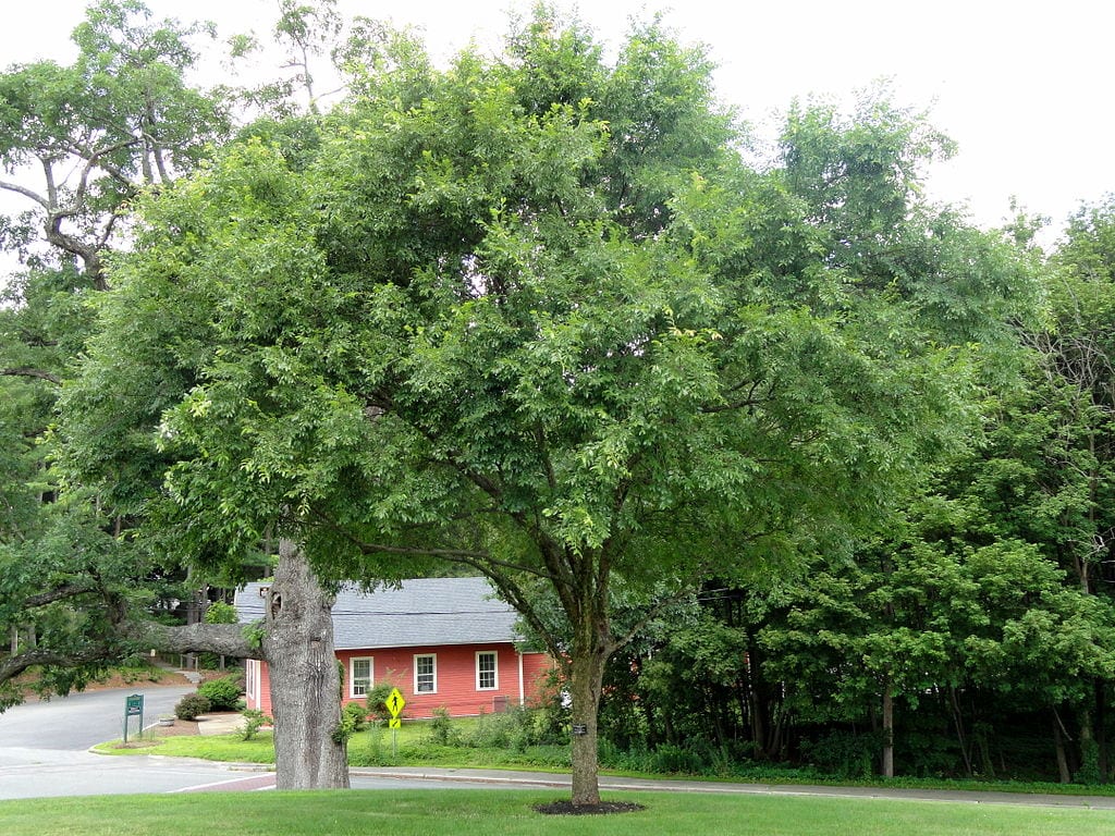 Olmo chino (Ulmus parvifolia): cultivo, poda y bonsái