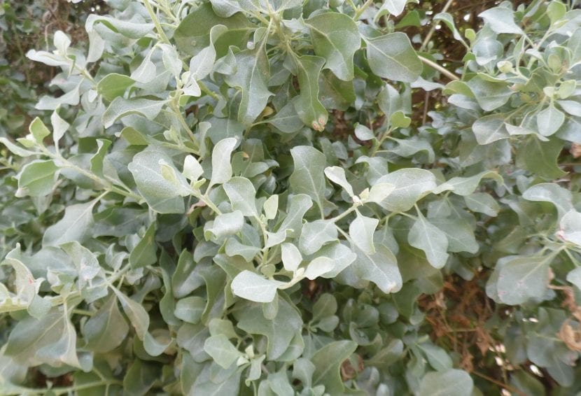 Hojas del Atriplex halimus