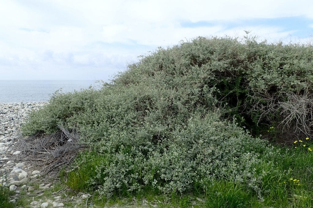 Orgaza (Atriplex halimus): cultivo en jardines costeros