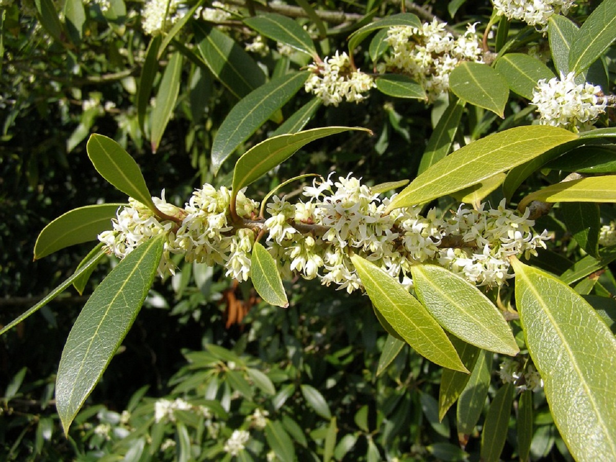 arbusto con ramas llenas de flores blancas