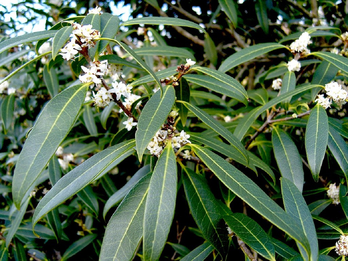 especie de Osmanthus con flores blancas